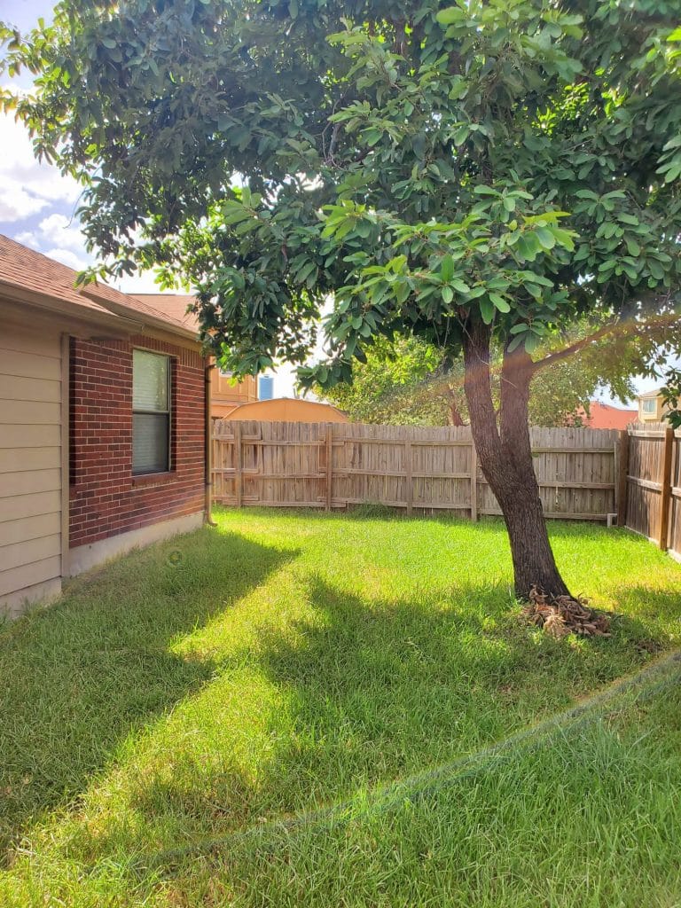 Lush green outdoor space with a shaded tree, perfect for relaxation and enjoying sunny days | Dream TDY
